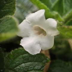 Chrysothemis panamensis
