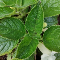 Chrysothemis panamensis