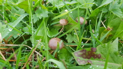 Psilocybe fimetaria