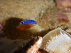 Stegastes flavilatus