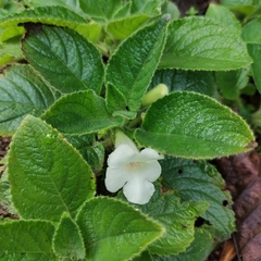 Chrysothemis panamensis