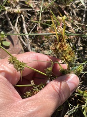 Cyperus squarrosus