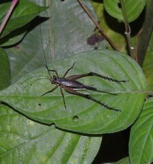 Nisitrus