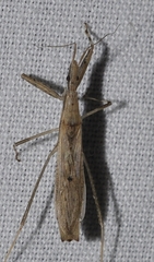 Sastrapada baerensprungi