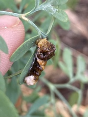 Heraclides cresphontes