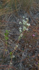 Polygonella polygama