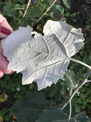 Populus alba