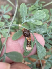 Heraclides cresphontes