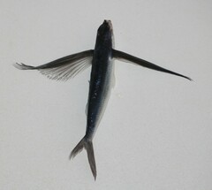 Exocoetidae