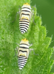 Agrosoma
