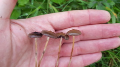 Psilocybe fimetaria