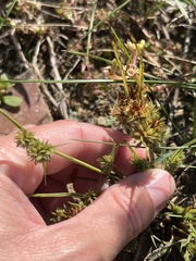 Cyperus squarrosus