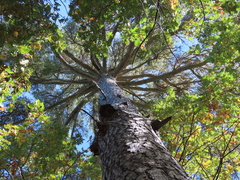 Pinus nigra salzmannii