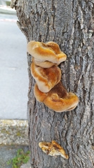 Inocutis tamaricis
