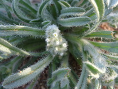 Johnstonella
