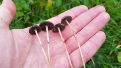 Psilocybe fimetaria