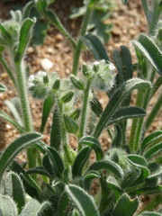 Johnstonella