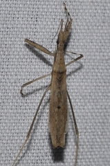 Sastrapada baerensprungi