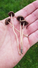 Psilocybe fimetaria