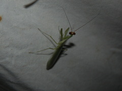 Microphotina