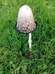 Coprinus comatus