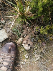 Canis lupus italicus