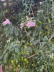Podranea ricasoliana