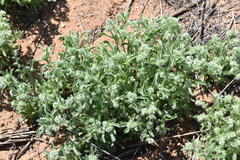 Johnstonella