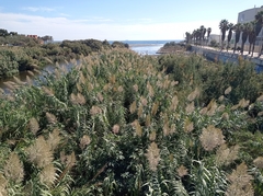 Phragmites