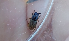 Melinopterus prodromus