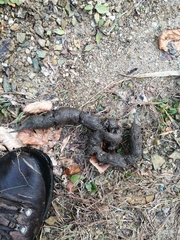 Canis lupus italicus