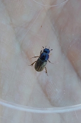 Melinopterus prodromus