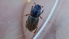 Melinopterus prodromus