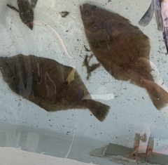 Citharichthys sordidus