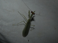 Microphotina