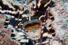 Hippopus hippopus