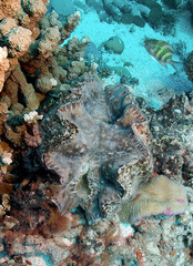 Hippopus hippopus