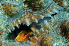 Hippopus hippopus