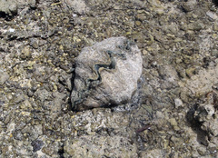 Hippopus hippopus