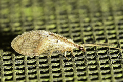 Hemerobius humulinus