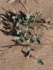 Penstemon albomarginatus