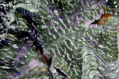 Hippopus hippopus