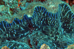 Hippopus hippopus