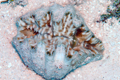 Hippopus hippopus