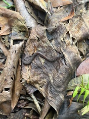 Lumbricus terrestris