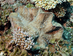 Hippopus hippopus