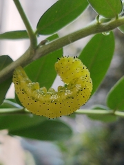 Phoebis philea