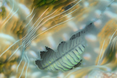 Hippopus hippopus
