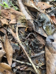 Lumbricus terrestris