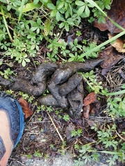 Canis lupus italicus